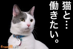 猫　バイト　レジネコ　ねこ　ネコ　ペットショップ　猫カフェ　フロム・エー　フロムエー